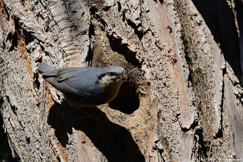 Sitelle Torchepot Reynes.jpg